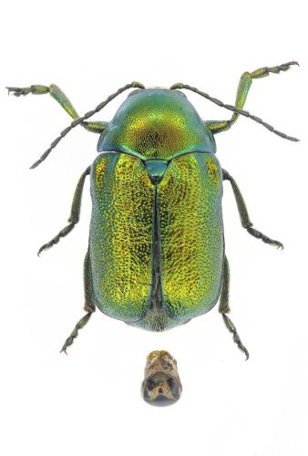 Cryptocephalus aureolus
